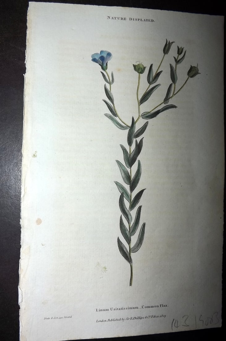 Shaw, Simeon 1823 Hand Col Botanical Print. Common Flax: Copper Plate Published 1823, London for "Nature Displayed in the Heavens, and on the Earth" by Simeon Shaw. Folds as issued. Paper Size: 8 x 4.5 inch (20 x 12cm) Good Condition