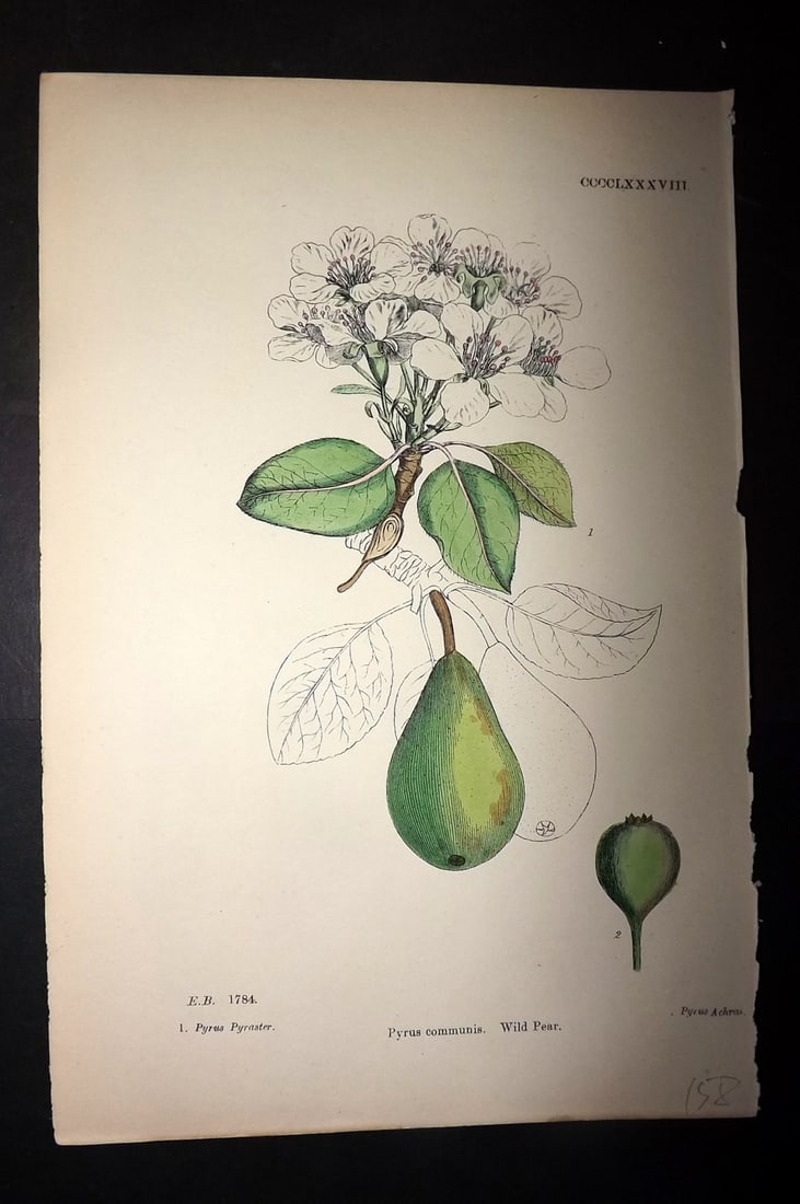 Sowerby, James C1880 Hand Col Fruit Print. Wild Pear 488 (1 of 1)