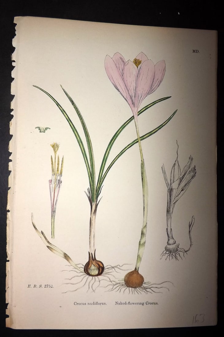 Sowerby, James C1880 Hand Col Botanical Print. Naked Flowering Crocus 1500 (1 of 1)