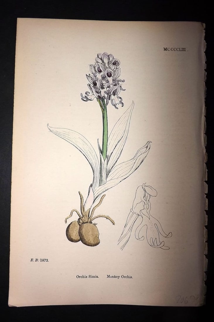Sowerby, James 1869 Hand Col Botanical Print. Monkey Orchis 1453 Orchid: Hand Colored Lithograph Published 1863-86, London for "English Botany" by John & James Sowerby. Paper Size: 10 x 6 inch (25 x 16cm) Good Condition