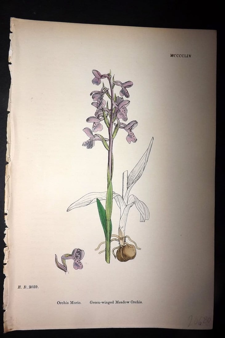 Sowerby, James 1869 Hand Col Botanical Print. Green Wingd Meadow Orchis 1454 Orchid: Hand Colored Lithograph Published 1863-86, London for "English Botany" by John & James Sowerby. Paper Size: 10 x 6 inch (25 x 16cm) Good Condition