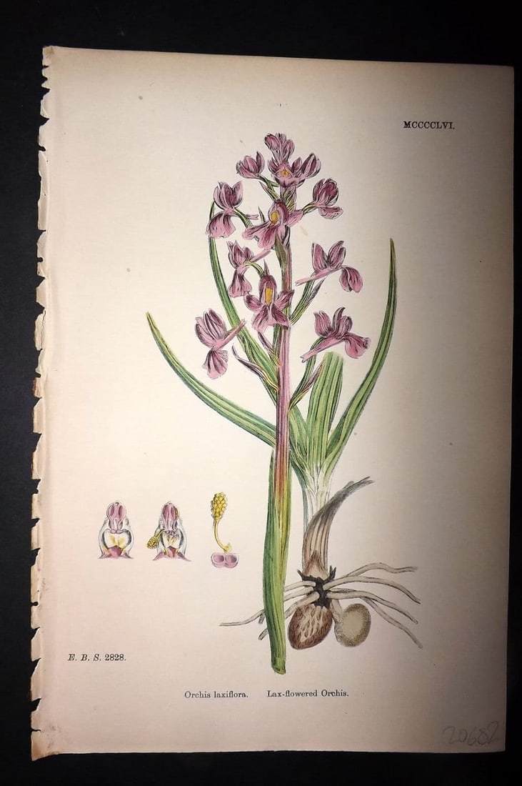 Sowerby, James 1869 Hand Col Botanical Print. Lax Flowered Orchis 1456 Orchid (1 of 1)