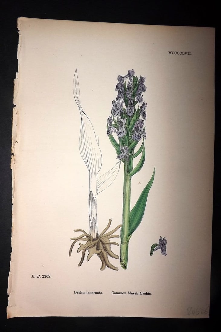 Sowerby, James 1869 Hand Col Botanical Print. Common Marsh Orchis 1457 Orchid: Hand Colored Lithograph Published 1863-86, London for "English Botany" by John & James Sowerby. Paper Size: 10 x 6 inch (25 x 16cm) Good Condition