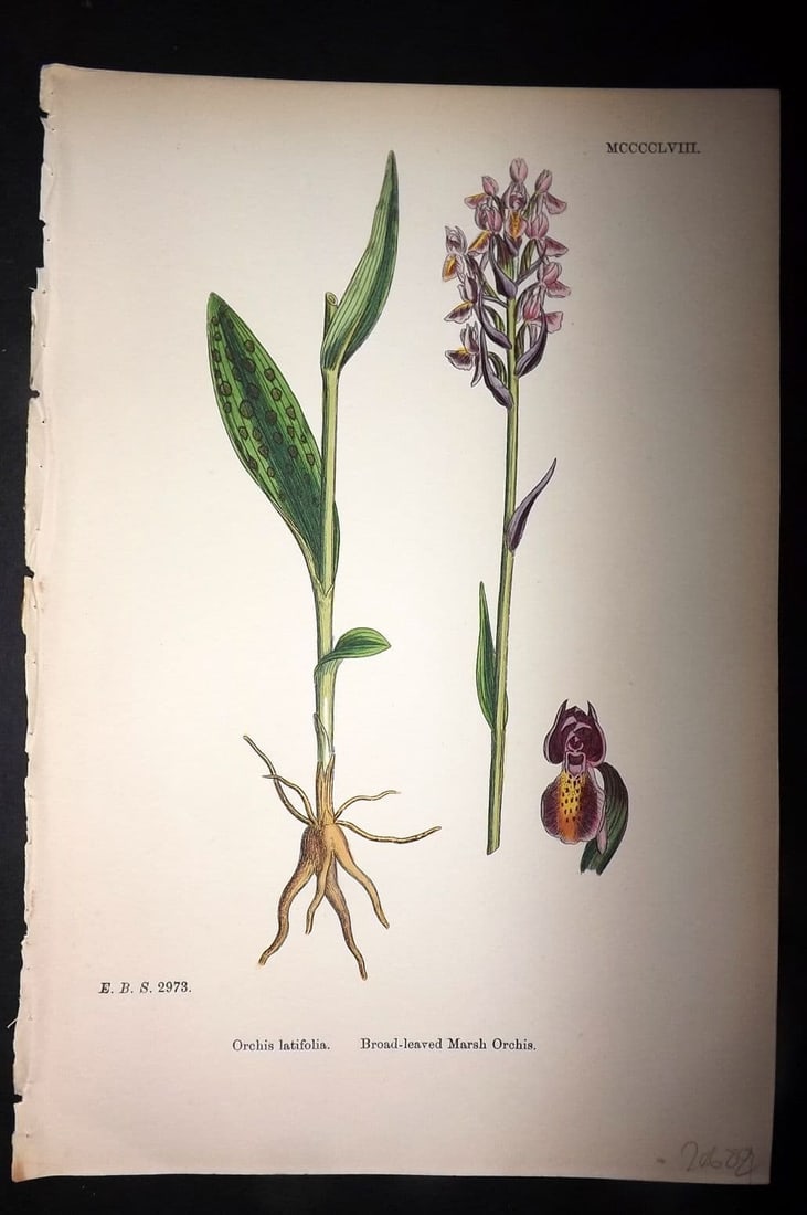 Sowerby, James 1869 Hand Col Botanical Print. Broad Leaved Marsh Orchis 1458 Orchid: Hand Colored Lithograph Published 1863-86, London for "English Botany" by John & James Sowerby. Paper Size: 10 x 6 inch (25 x 16cm) Good Condition