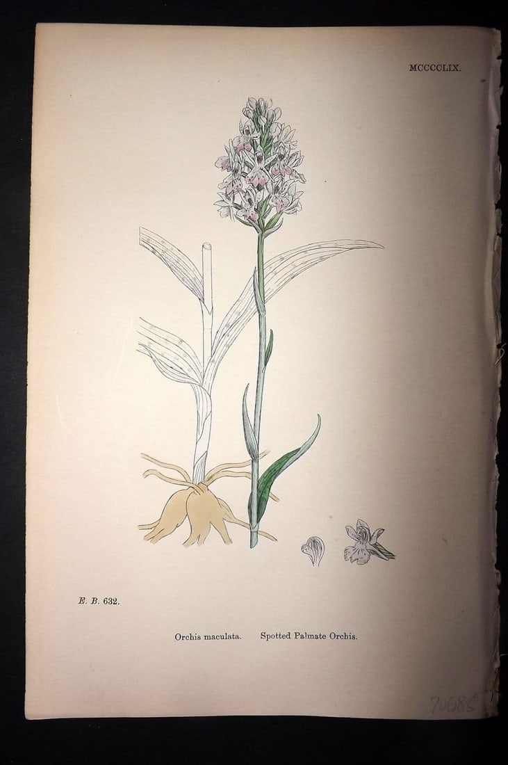 Sowerby, James 1869 Hand Col Botanical Print. Spotted Palmate Orchis 1459 Orchid: Hand Colored Lithograph Published 1863-86, London for "English Botany" by John & James Sowerby. Paper Size: 10 x 6 inch (25 x 16cm) Good Condition