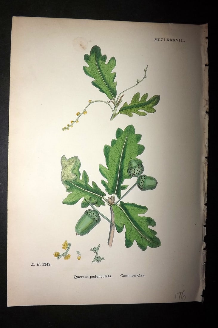 Sowerby, James C1880 Hand Col Botanical Print. Common Oak 1288 (1 of 1)