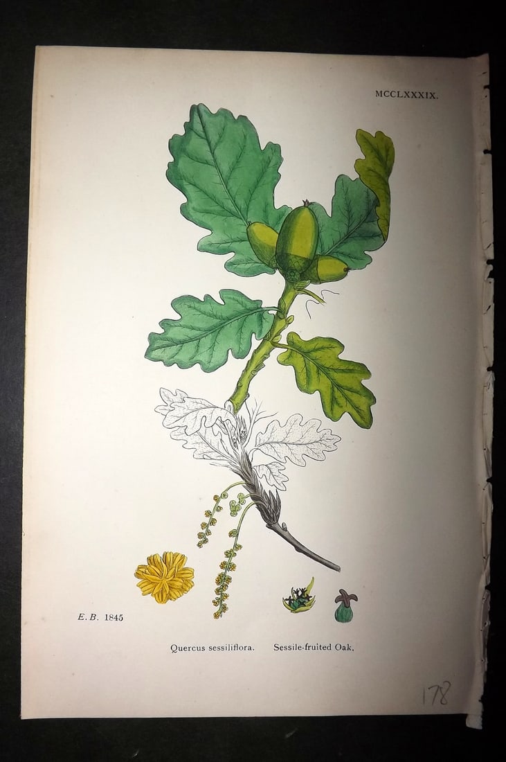 Sowerby, James C1880 Hand Col Botanical Print. Sessile-fruited Oak 1289 (1 of 1)