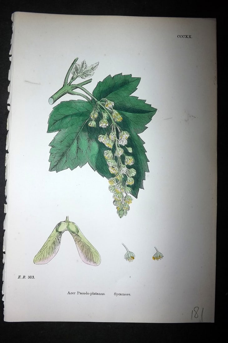 Sowerby, James C1880 Hand Col Botanical Print. Sycamore 320 (1 of 1)