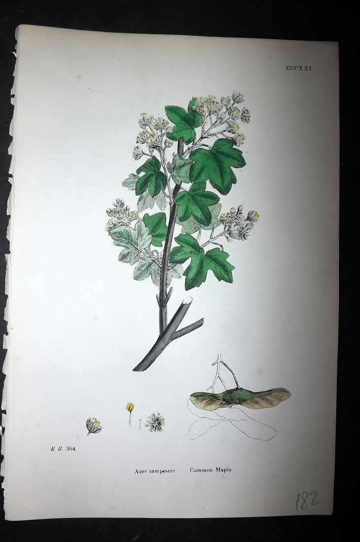 Sowerby, James C1880 Hand Col Botanical Print. Common Maple 321 (1 of 1)