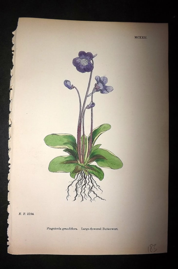 Sowerby, James C1880 Hand Col Botanical Print. Large Flowered Butterwort 1122 (1 of 1)