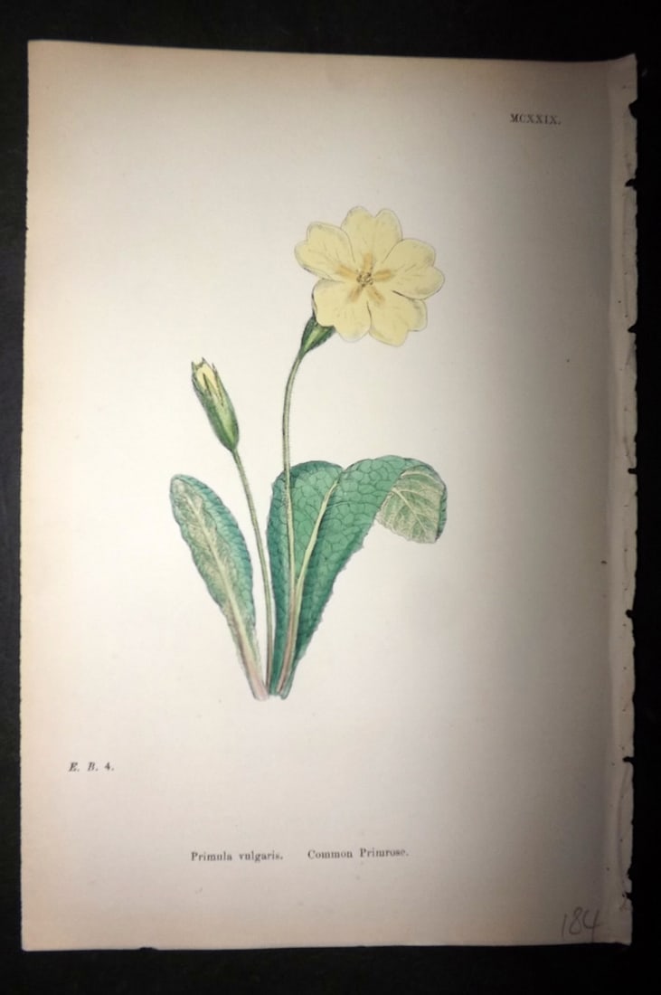 Sowerby, James C1880 Hand Col Botanical Print. Common Primrose 1129 (1 of 1)