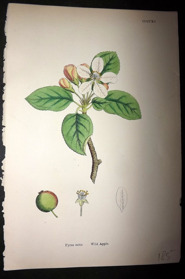Sowerby, James C1880 Hand Col Botanical Print. Wild Apple 490 (1 of 1)