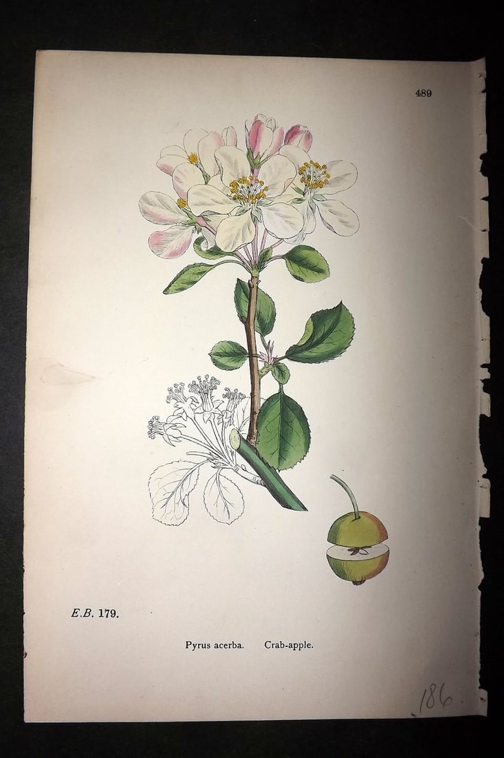 Sowerby, James C1880 Hand Col Botanical Print. Crab Apple 489 (1 of 1)