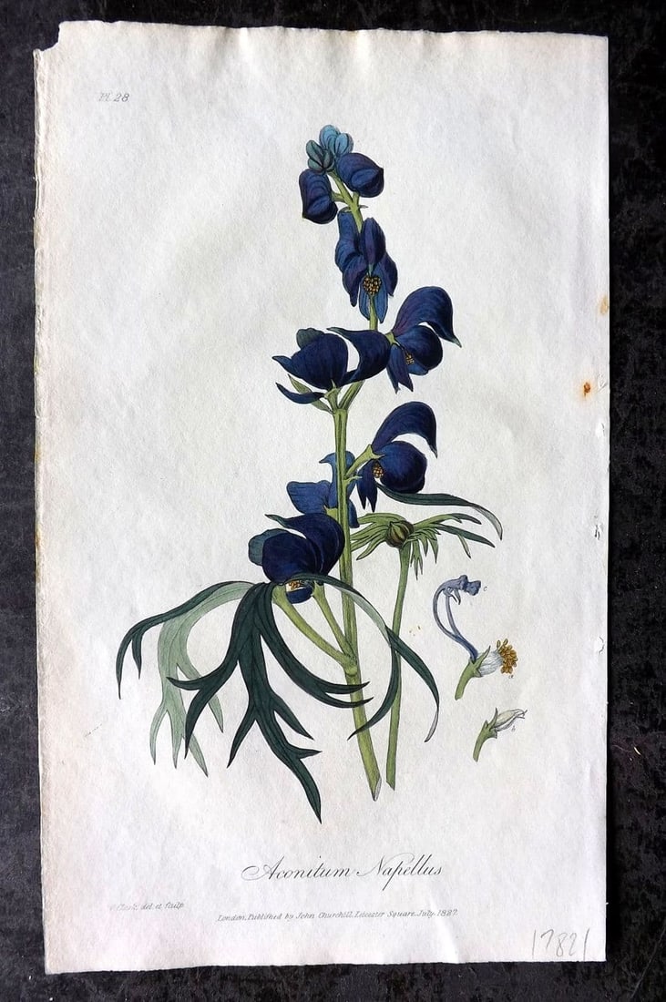 Stephenson, John 1834 HC Botanical Print. Common Monk's Hood or Wolf's Bane 28: Antique Etching Published 1834-36, London for "Medical Botany; or, Illustrations and Descriptions of the Medicinal Plants..." by John Stephenson, James Morss Churchill and Gilbert T. Burnett. Fine han