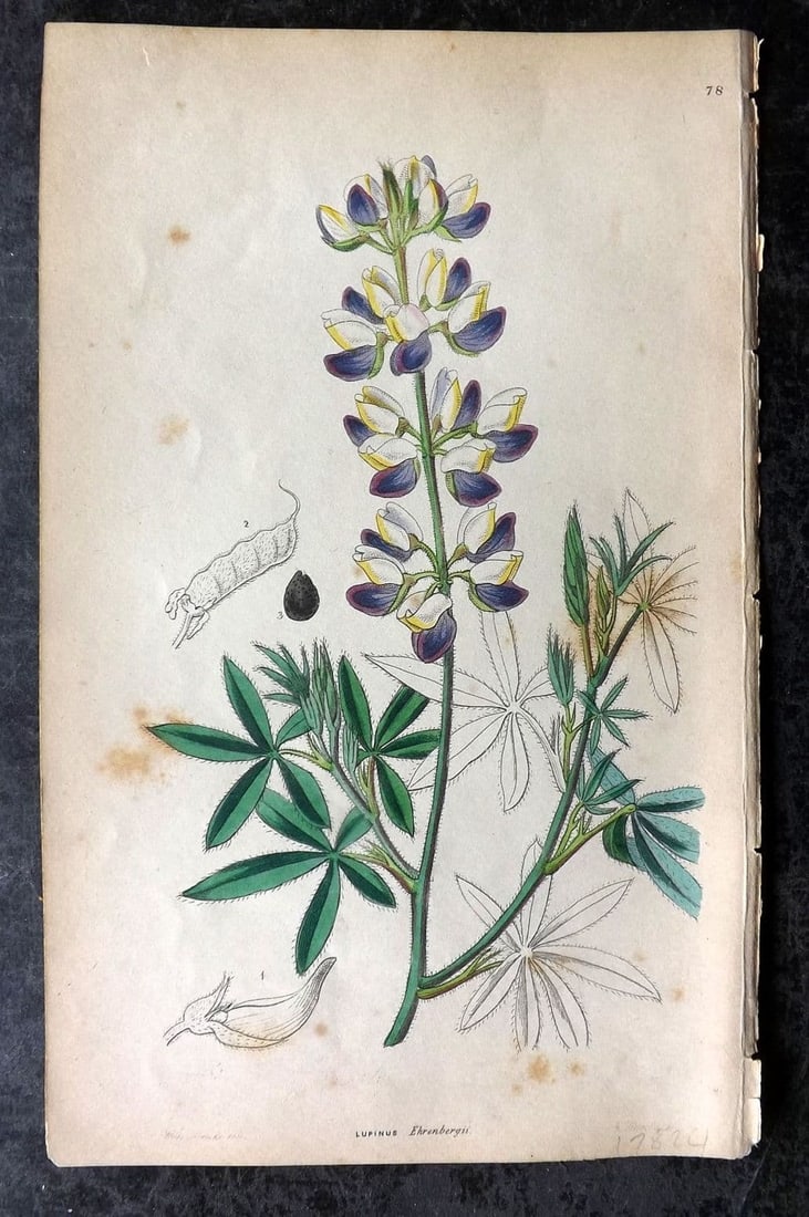 Sweet, Robert 1854 Hand Col Botanical Print. Ehrenberg's Lupin 78: Antique Etching Published 1854, London for "The Ornamental Flower Garden and Shrubbery" by Robert Sweet. Fine hand colour as issued. With accompanying descriptive text. Paper Size: 10 x 6 inch (25 x 1