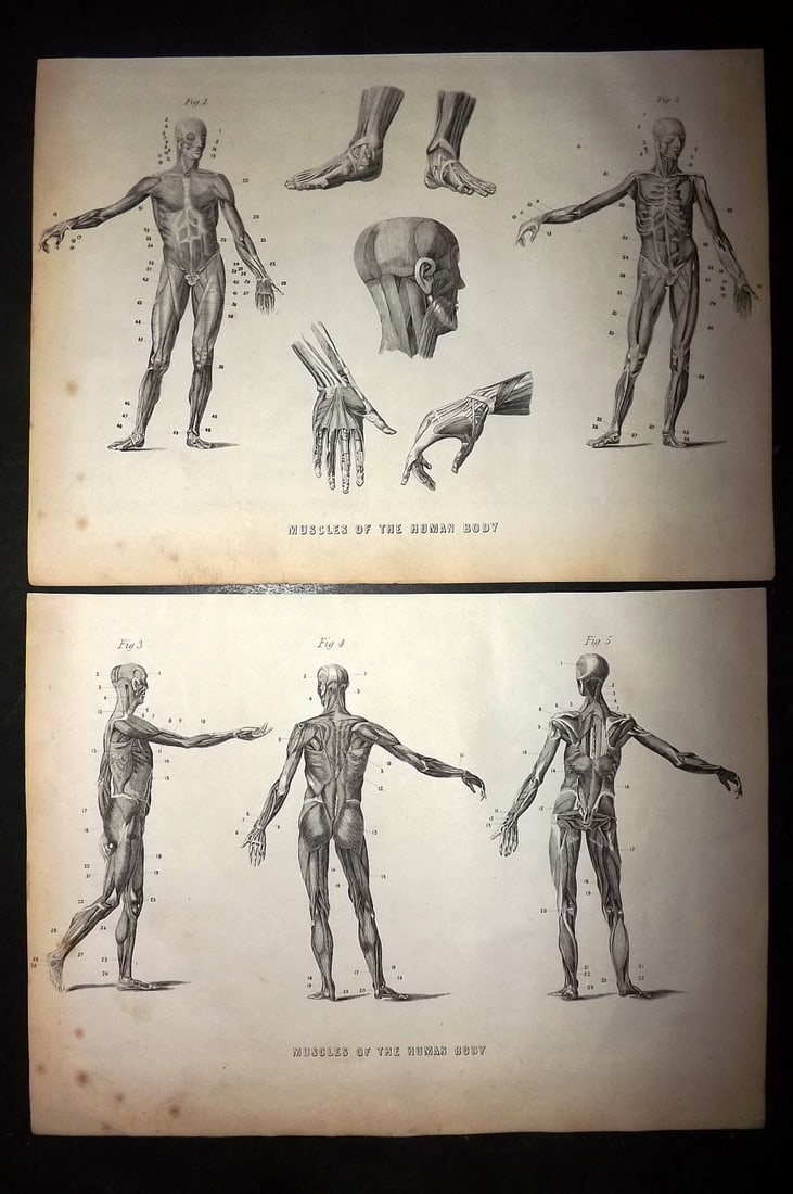 Ainsworth, James 1850's Pair of Anatomy Prints. Muscles of the Human Body (1 of 1)