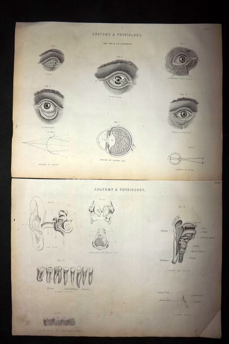 Ainsworth, James 1850's Pair of Anatomy Prints. Eyes & Ears (1 of 1)