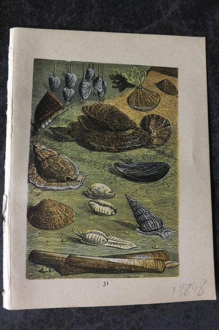 Buffon & Keyl C1880 Antique Print. Shells 31 (1 of 1)