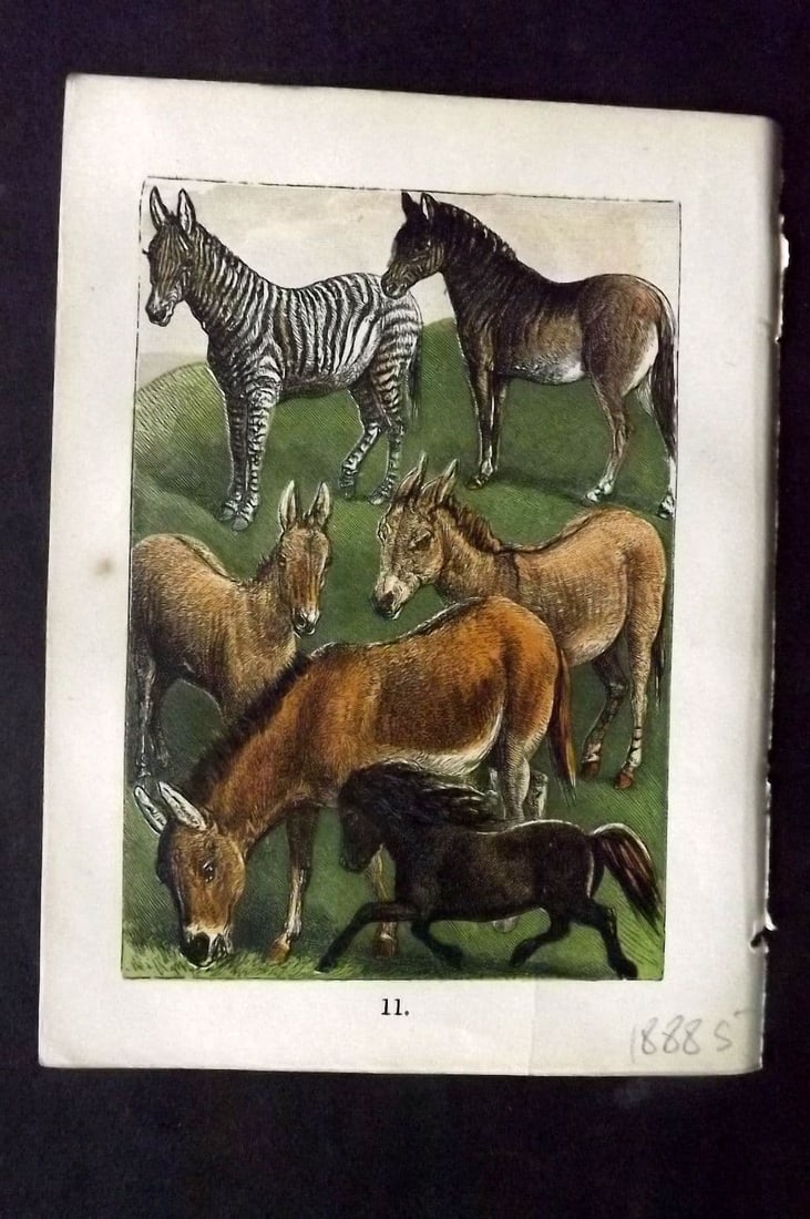 Buffon & Keyl C1880 Zebra, Extinct Quagga, Syrian & African Wild Ass, Shetland 11: Antique Colour Printed Woodblock Published C1880 for "Buffon's Natural History Modernized" Illustrated by Keyl. Paper Size: 5 x 4 inch (13 x 10cm)
