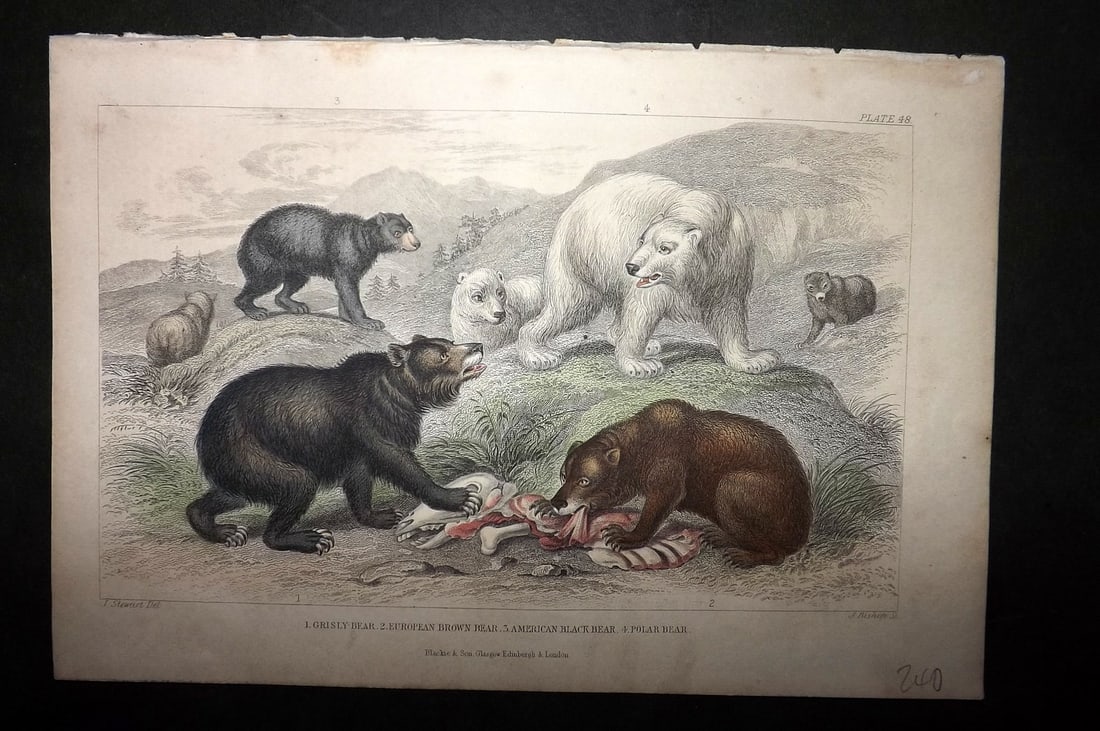 Goldsmith, Oliver 1864 HCol Print. Grisly, Brown , American Black Bear, Polar 48: Hand Colored Steel Engraving Published 1864 by Blackie & Son, London for "A History of the Earth and Animated Nature" by Oliver Goldsmith. Paper Size: 9.5 x 6 inch (24 x 16cm) Minor toning, otherwise