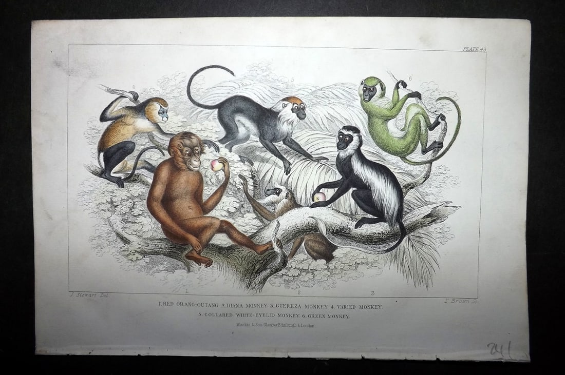 Goldsmith, Oliver 1864 HCol Print. Orangutan, Diana, Green Monkeys etc 43 (1 of 1)