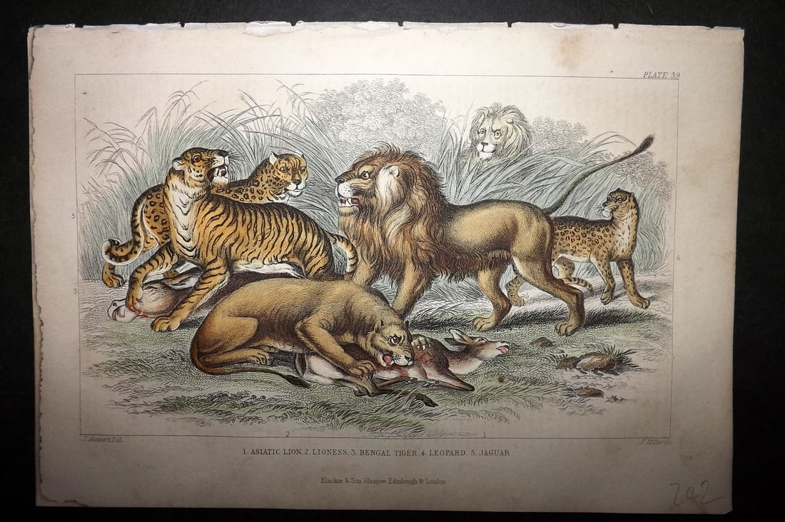 Goldsmith, Oliver 1864 HCol Print. Asiatic Lion, Lioness, Bengal Tiger, Leopard, Jaguar 39: Hand Colored Steel Engraving Published 1864 by Blackie & Son, London for "A History of the Earth and Animated Nature" by Oliver Goldsmith. Paper Size: 9.5 x 6 inch (24 x 16cm) Minor toning, otherwise