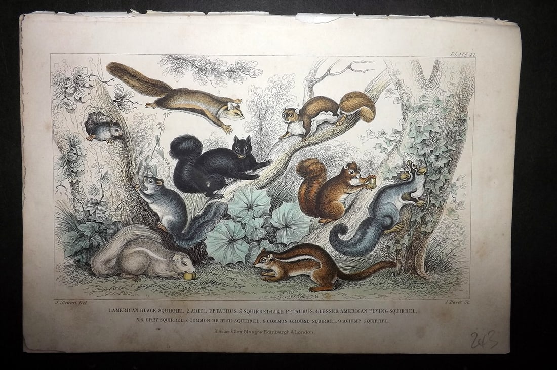 Goldsmith, Oliver 1864 HCol Print. Squirrels 41 (1 of 1)
