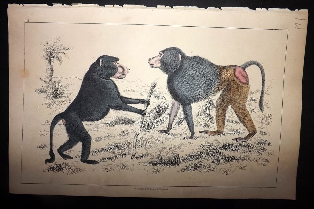 Goldsmith, Oliver 1855 Hand Col Print. Chacma & Dog Faced Baboon 03 (1 of 1)