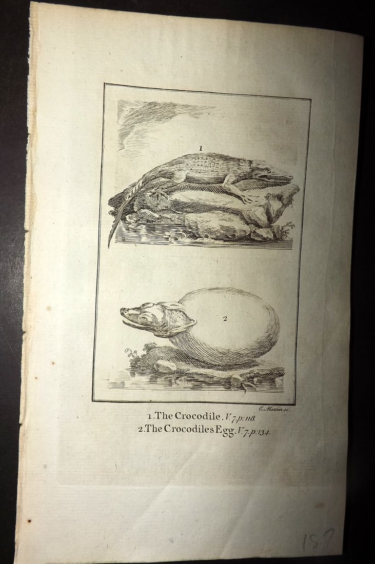 Goldsmith, Oliver 1779 Antique Print. Crocodile & Crocodile Egg: Copper Plate Published 1779, London for "An History of the Earth and Animated Nature" by Oliver Goldsmith. Paper Size: 7 x 4.25 inch (18 x 11cm) Good Condition