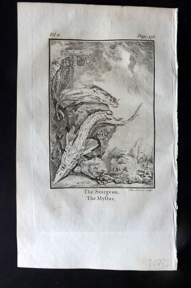 Goldsmith, Oliver 1779 Antique Print. Sturgeon, Mystus: Antique Copper Plate Published 1779, London for "An History of the Earth and Animated Nature" by Oliver Goldsmith. Paper Size: 8 x 5 inch (21 x 13cm)