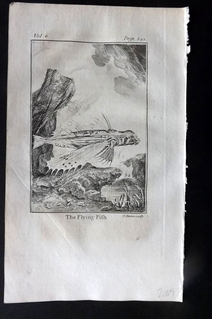 Goldsmith, Oliver 1779 Antique Print. Flying Fish: Antique Copper Plate Published 1779, London for "An History of the Earth and Animated Nature" by Oliver Goldsmith. Paper Size: 8 x 5 inch (21 x 13cm)