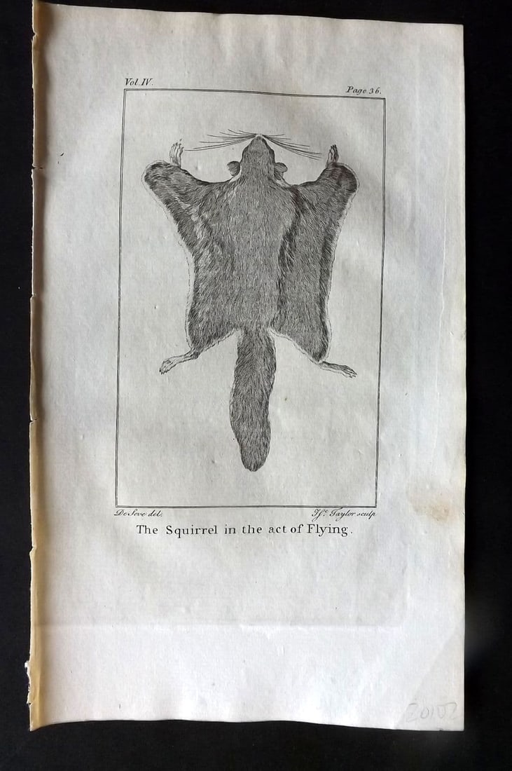 Goldsmith, Oliver 1779 Antique Print. Squirrel in the act of flying: Antique Copper Plate Published 1779, London for "An History of the Earth and Animated Nature" by Oliver Goldsmith. Paper Size: 8 x 5 inch (21 x 13cm)