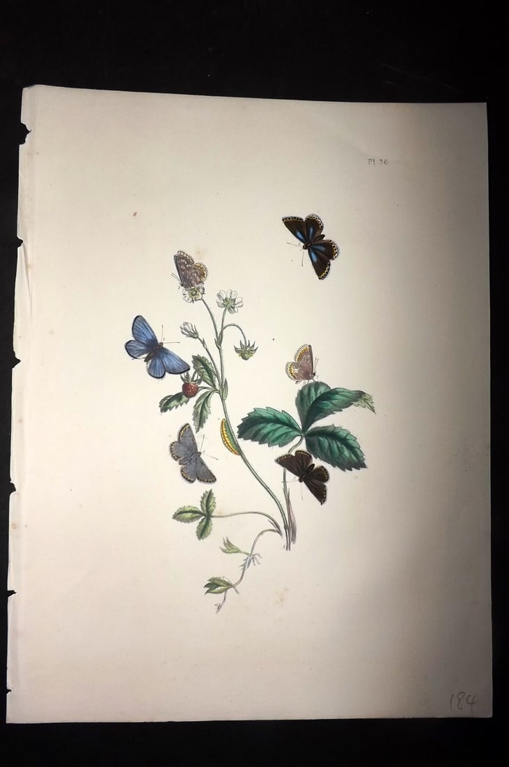 Humphreys & Westwood 1849 Antique Hand Col Butterfly Print 36: Hand Colored Lithograph Published 1849, London for "British Butterflies and their Transformations" by Henry Noel Humphreys & Joseph Westwood. Paper Size: 11 x 8 inch (28 x 21cm) Good Condition