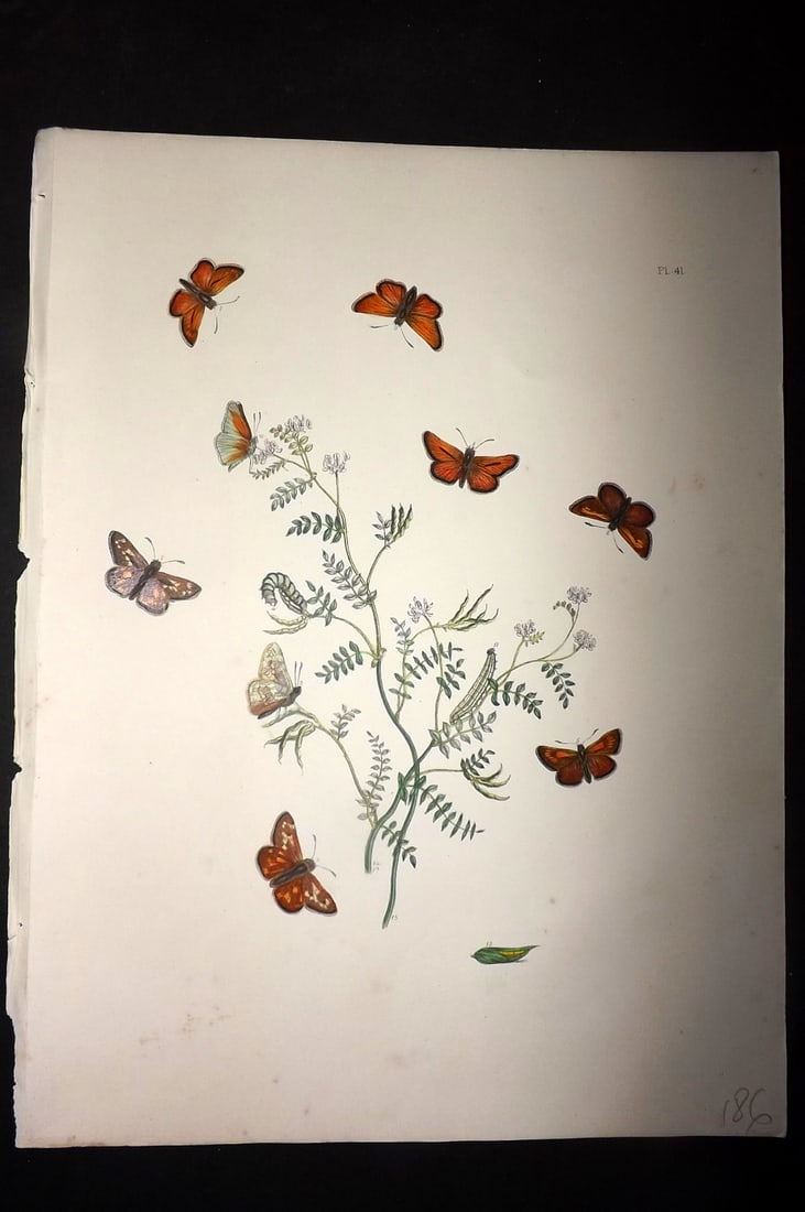 Humphreys & Westwood 1849 Antique Hand Col Butterfly Print 41: Hand Colored Lithograph Published 1849, London for "British Butterflies and their Transformations" by Henry Noel Humphreys & Joseph Westwood. Paper Size: 11 x 8 inch (28 x 21cm) Good Condition