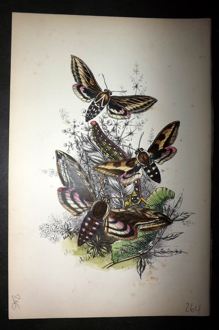 Humphreys, Noel 1860 Hand Colored Moth Print 02: Hand Colored Lithograph Published 1858-60, London for "The Genera of British Moths" by Noel H. Humphreys. Paper Size: 10 x 7 inch (25 x 18cm) Very minor background toning. Good Condition