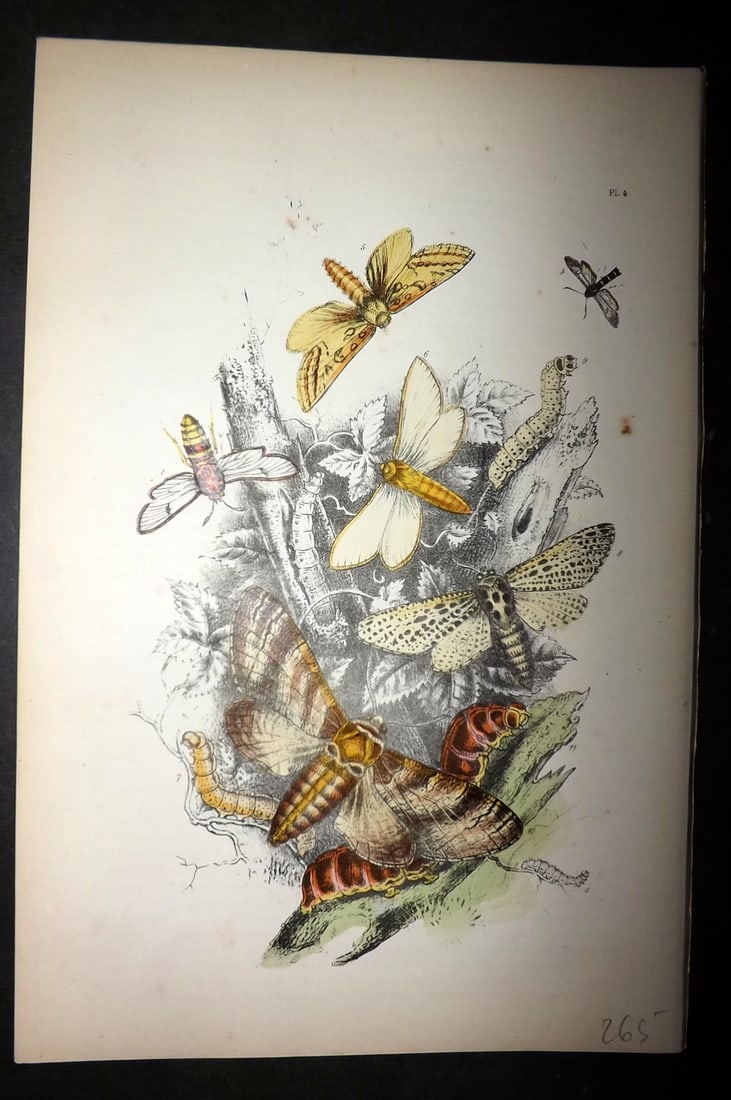 Humphreys, Noel 1860 Hand Colored Moth Print 04: Hand Colored Lithograph Published 1858-60, London for "The Genera of British Moths" by Noel H. Humphreys. Paper Size: 10 x 7 inch (25 x 18cm) Very minor background toning. Good Condition