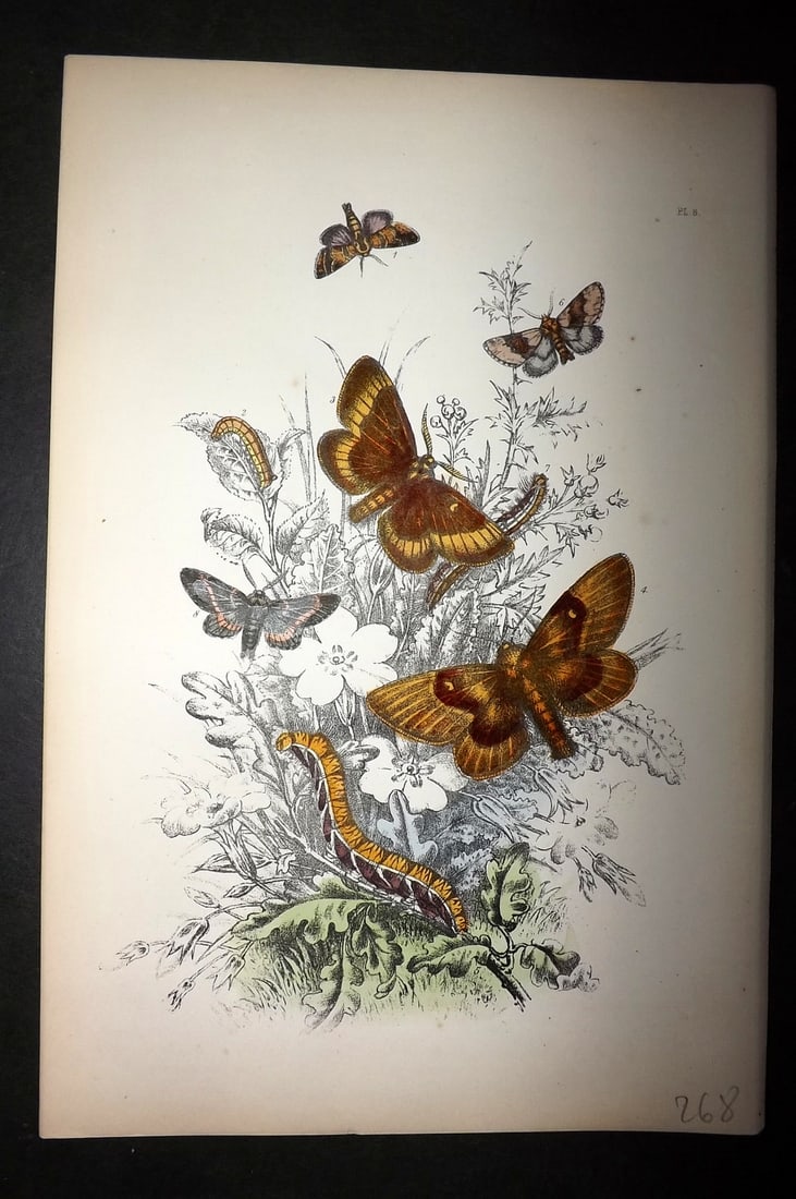 Humphreys, Noel 1860 Hand Colored Moth Print 08: Hand Colored Lithograph Published 1858-60, London for "The Genera of British Moths" by Noel H. Humphreys. Paper Size: 10 x 7 inch (25 x 18cm) Very minor background toning. Good Condition