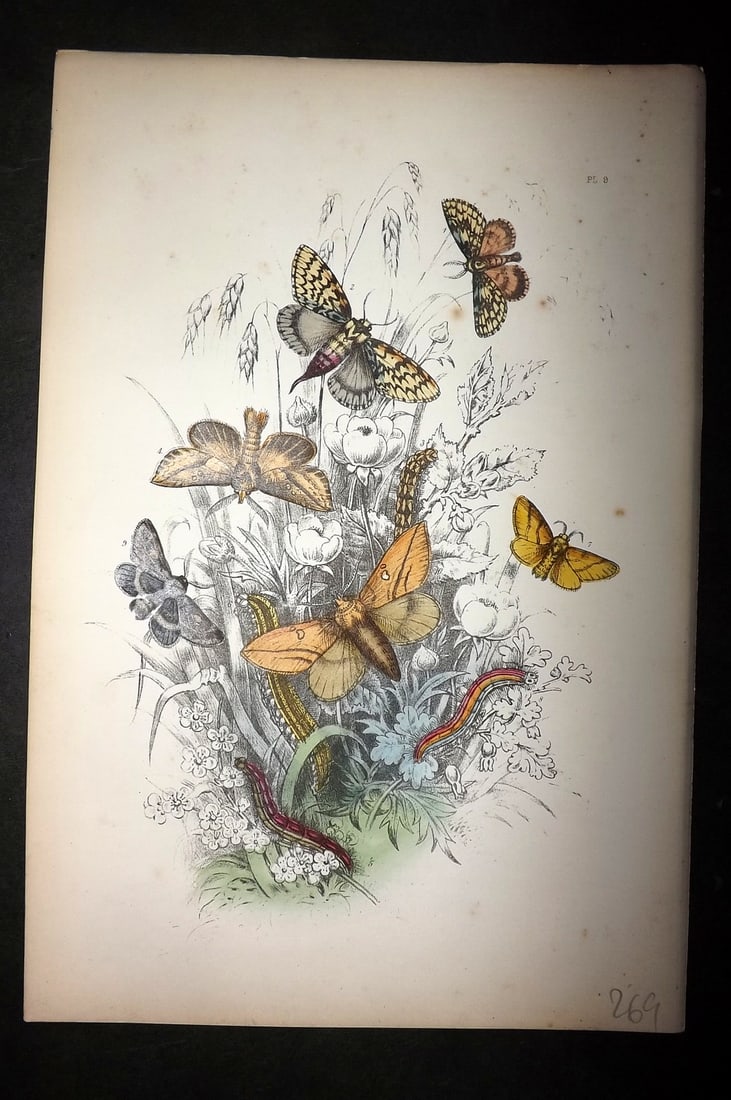 Humphreys, Noel 1860 Hand Colored Moth Print 09 (1 of 1)
