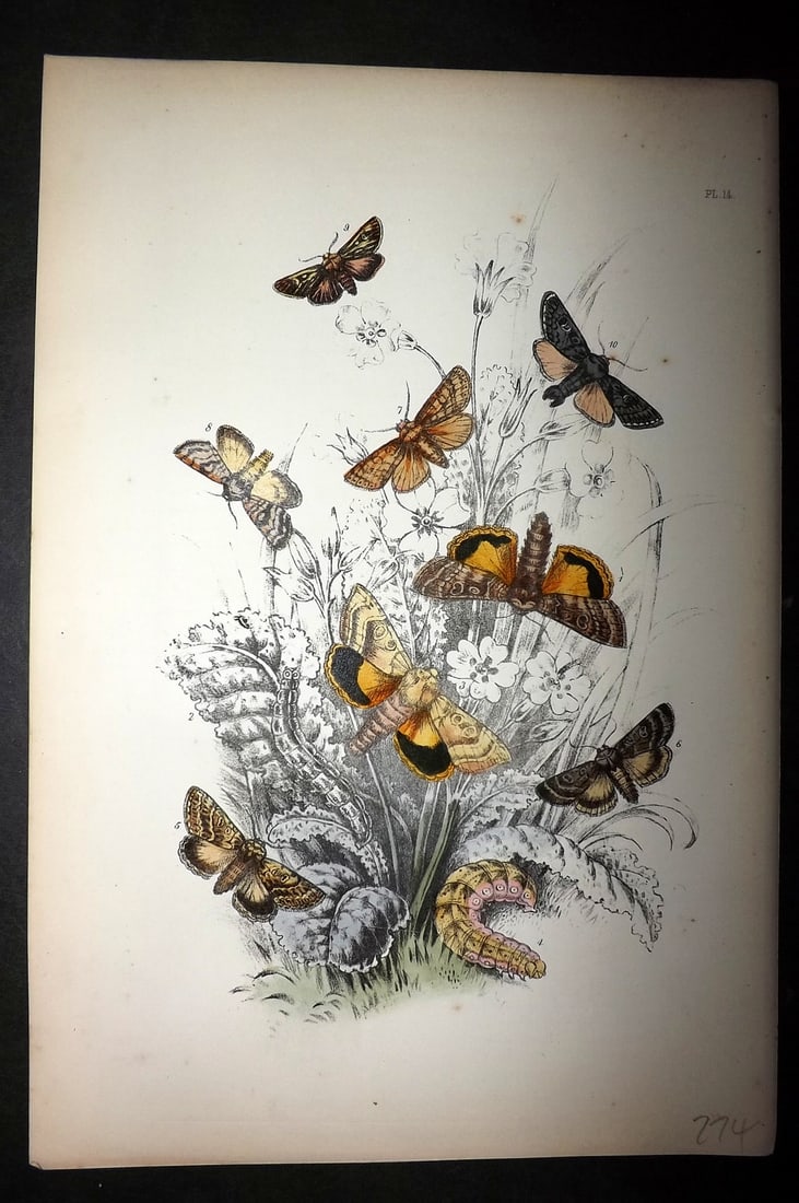 Humphreys, Noel 1860 Hand Colored Moth Print 14: Hand Colored Lithograph Published 1858-60, London for "The Genera of British Moths" by Noel H. Humphreys. Paper Size: 10 x 7 inch (25 x 18cm) Good Condition