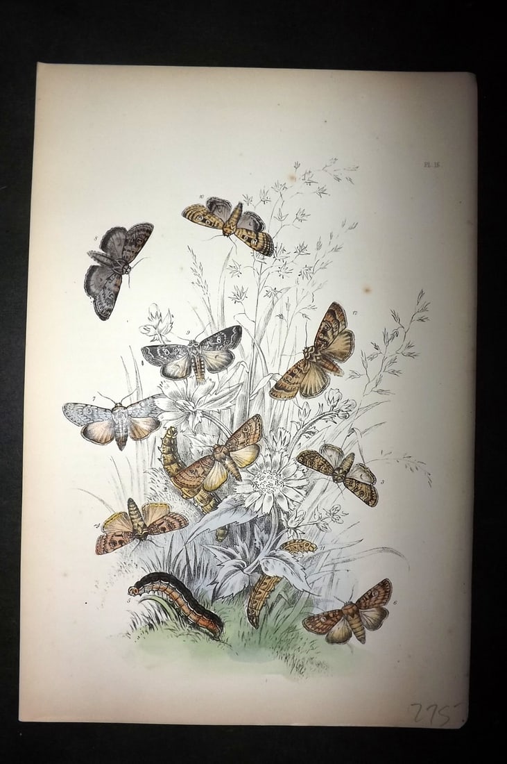 Humphreys, Noel 1860 Hand Colored Moth Print 15: Hand Colored Lithograph Published 1858-60, London for "The Genera of British Moths" by Noel H. Humphreys. Paper Size: 10 x 7 inch (25 x 18cm) Good Condition