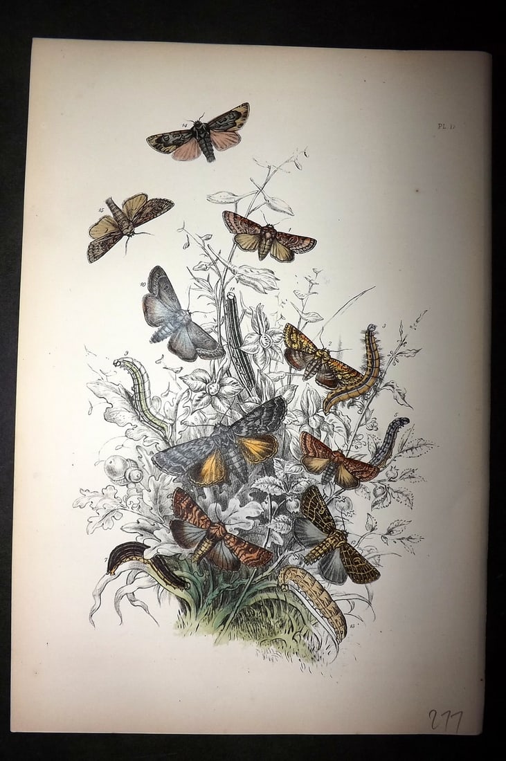 Humphreys, Noel 1860 Hand Colored Moth Print 17: Hand Colored Lithograph Published 1858-60, London for "The Genera of British Moths" by Noel H. Humphreys. Paper Size: 10 x 7 inch (25 x 18cm) Good Condition