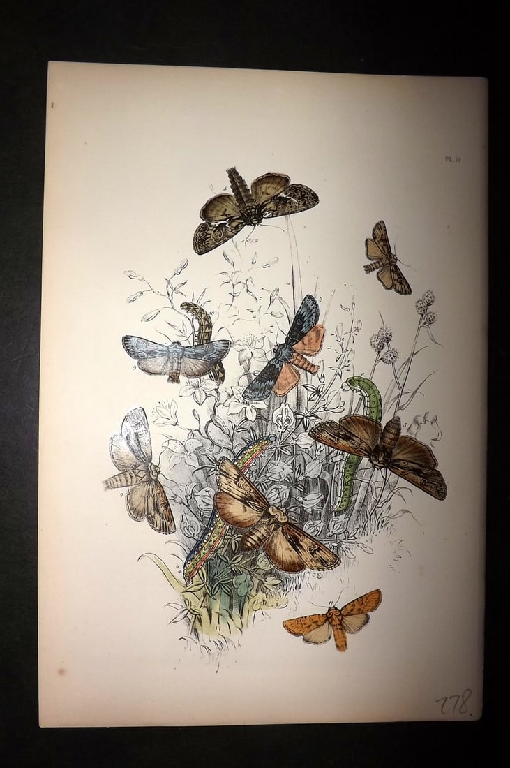 Humphreys, Noel 1860 Hand Colored Moth Print 18: Hand Colored Lithograph Published 1858-60, London for "The Genera of British Moths" by Noel H. Humphreys. Paper Size: 10 x 7 inch (25 x 18cm) Good Condition