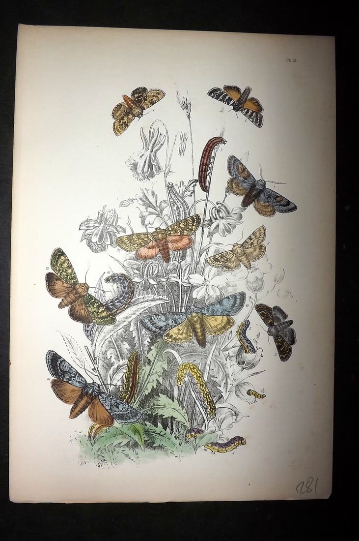 Humphreys, Noel 1860 Hand Colored Moth Print 21: Hand Colored Lithograph Published 1858-60, London for "The Genera of British Moths" by Noel H. Humphreys. Paper Size: 10 x 7 inch (25 x 18cm) Good Condition