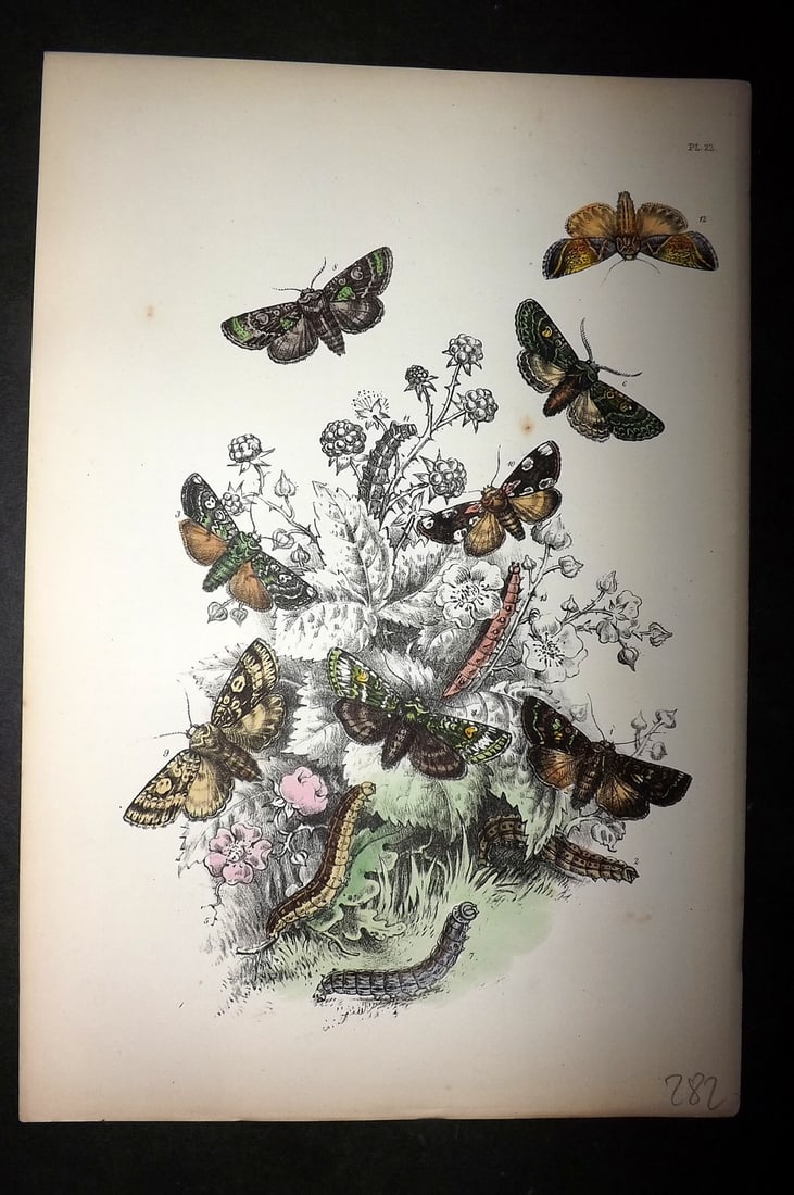 Humphreys, Noel 1860 Hand Colored Moth Print 22: Hand Colored Lithograph Published 1858-60, London for "The Genera of British Moths" by Noel H. Humphreys. Paper Size: 10 x 7 inch (25 x 18cm) Good Condition