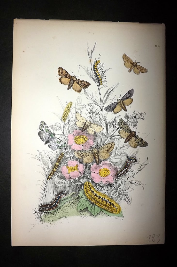 Humphreys, Noel 1860 Hand Colored Moth Print 23: Hand Colored Lithograph Published 1858-60, London for "The Genera of British Moths" by Noel H. Humphreys. Paper Size: 10 x 7 inch (25 x 18cm) Good Condition