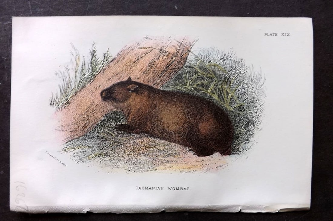Lloyds 1896 Print. Tasmanian Wombat. Australia (1 of 1)
