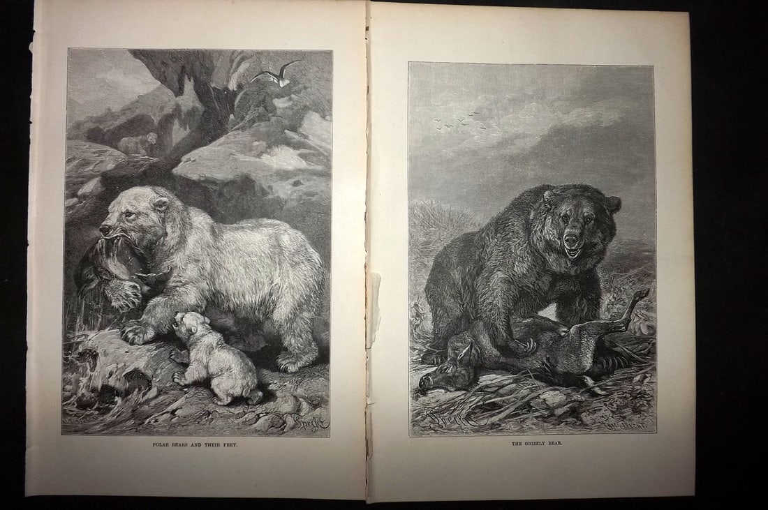 Lydekker, Richard 1896 Pair of Prints. Grizzly Bear & Polar Bear: Wood Engravings (Reverse side blank) Published 1894-96, London for "The Royal Natural History" by Richard Lydekker. Illustrated by Smit, Keulemans, Wolf and others. Paper Size: 10 x 6.5 inch (25 x 16.