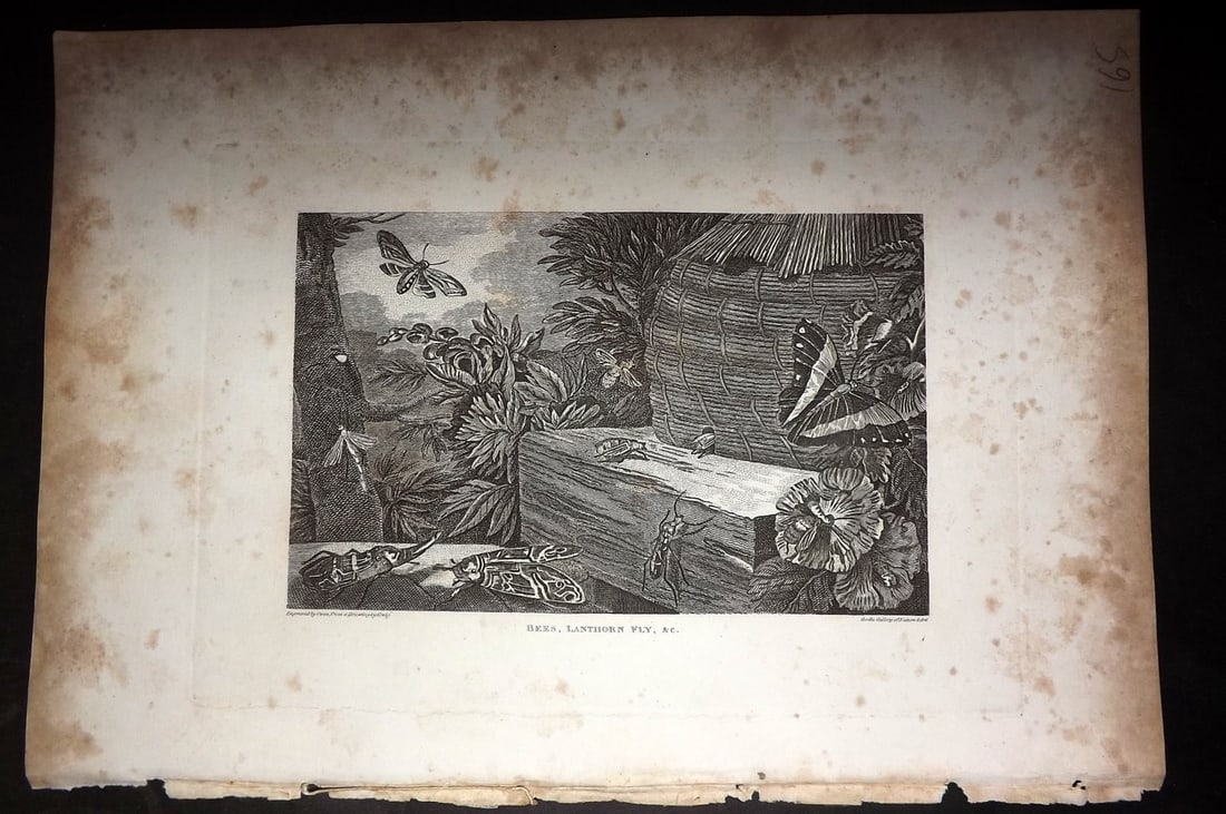 Polehampton, Edward 1823 Print. Bees, Lanthorn Fly (1 of 1)