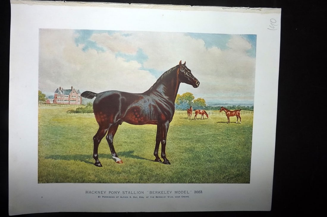 Prince-Sheldon, J. 1902 Horse Print. Hackney Pony Stallion "Berkeley Model": Offset Lithographs Published 1902, Cassell and Co., London for "Live Stock in Health and Disease" by Professor J. Prince-Sheldon. Paper Size: 10.5 x 8 inch (27 x 21cm) Good Condition