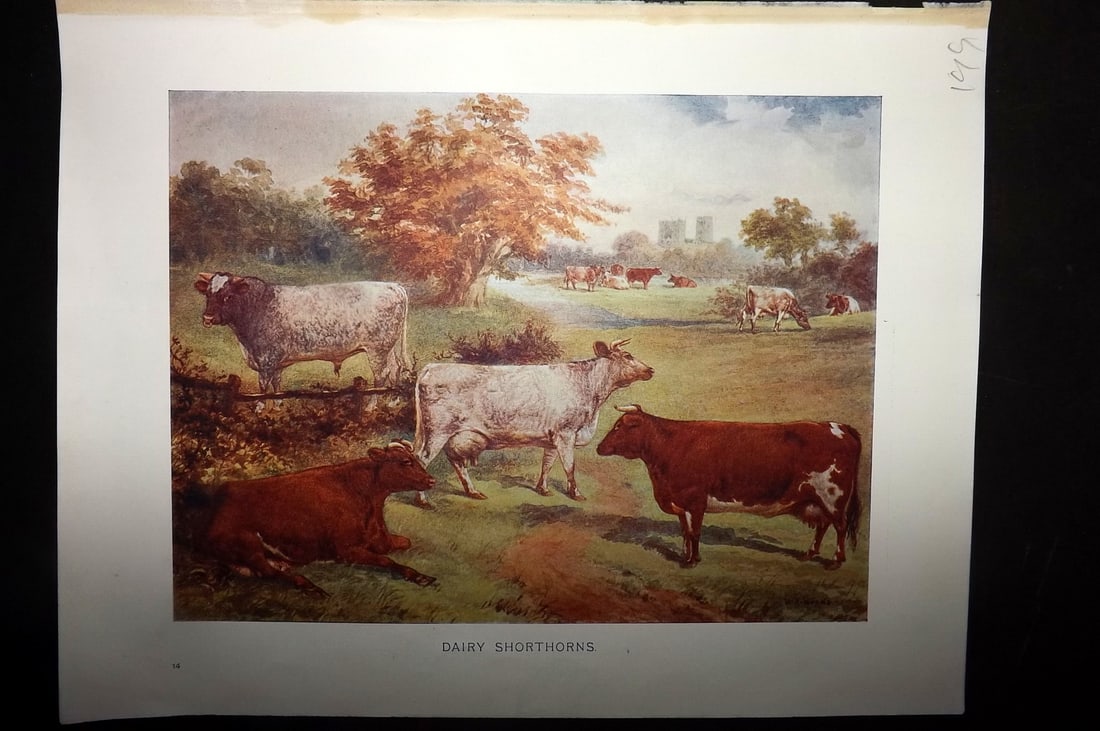 Prince-Sheldon, J. 1902 Print. Dairy Shorthorns (1 of 1)